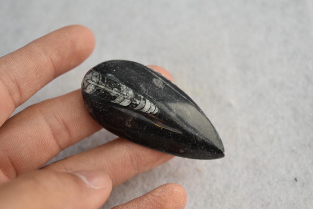 2 1/2" Straight back Ammonite Fossil (1 of 4)