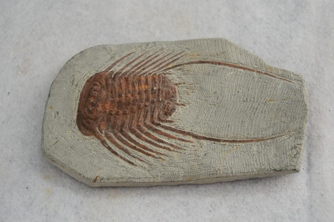 5 1/4" Large Trilobite Fossil Cast (1 of 3)