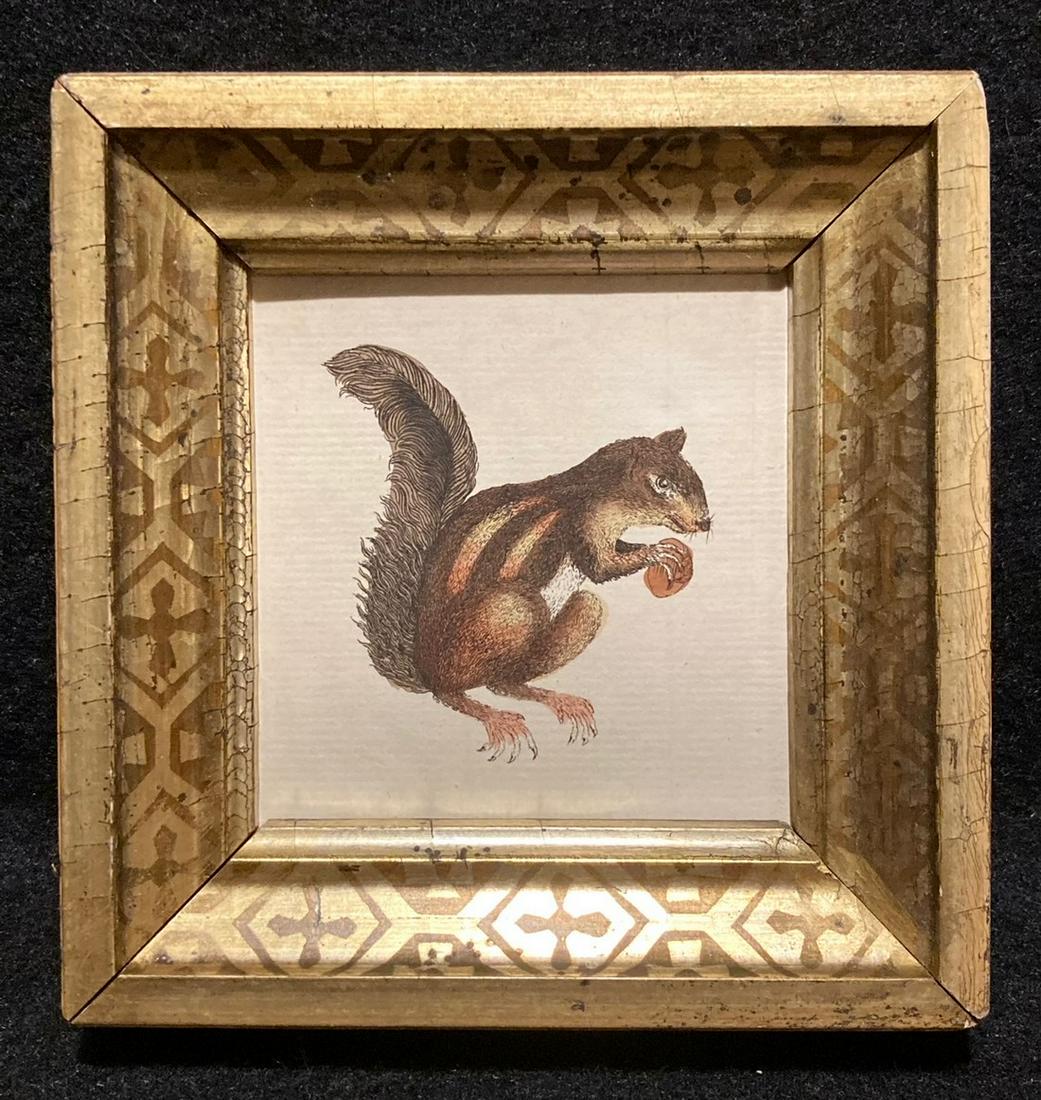 1786 Varied Squirrel Hand Colored Copperplate (1 of 2)