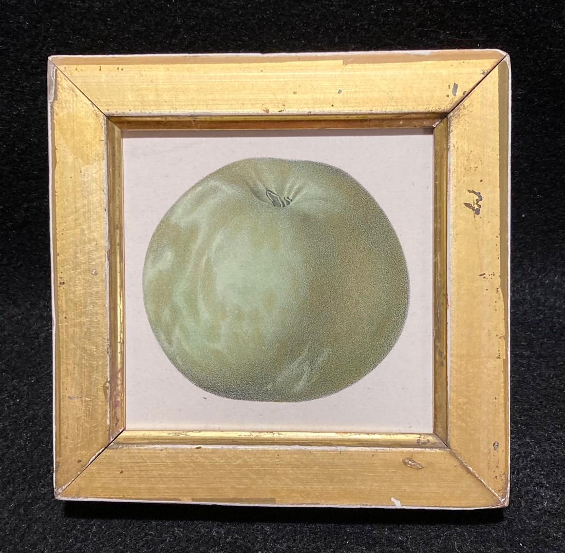 1844 Hand Colored Green Apple Engraving (1 of 2)
