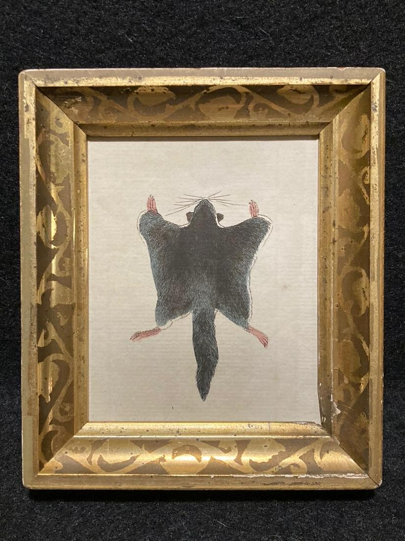1786 Flying Squirrel Hand Colored Copperplate (1 of 2)