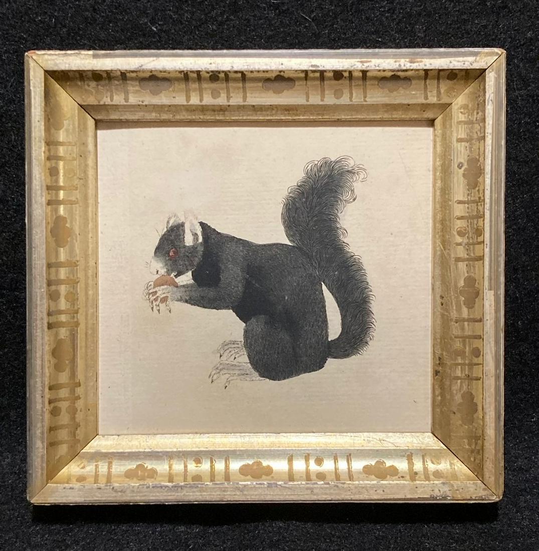 1786 Barbary Squirrel Hand Colored Copperplate (1 of 2)