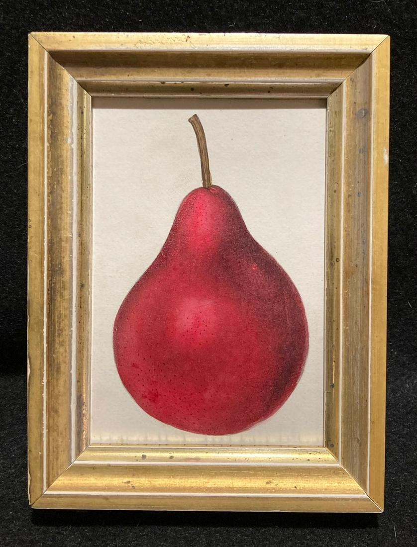 1844 Hand Colored Beautiful Red Pear Engraving (1 of 2)