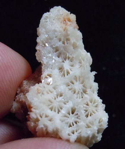 CALCITE PSM CORAL (1 of 5)