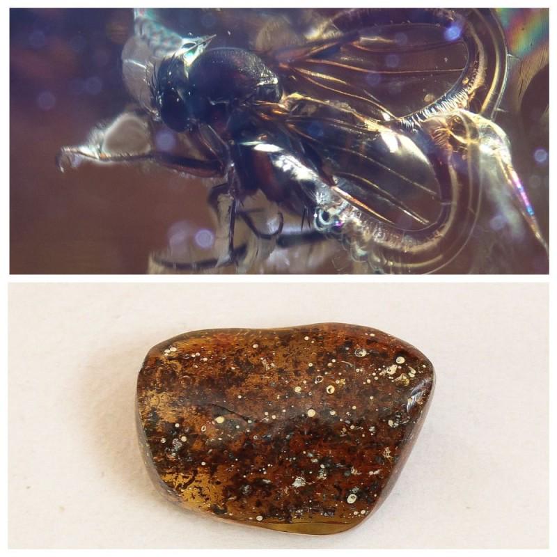 Natural Baltic amber stone fossil with insect, (1 of 11)