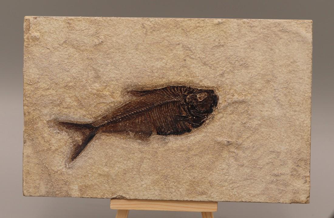 Outstanding Fossil Fish : Diplomystus Dentatus (1 of 5)