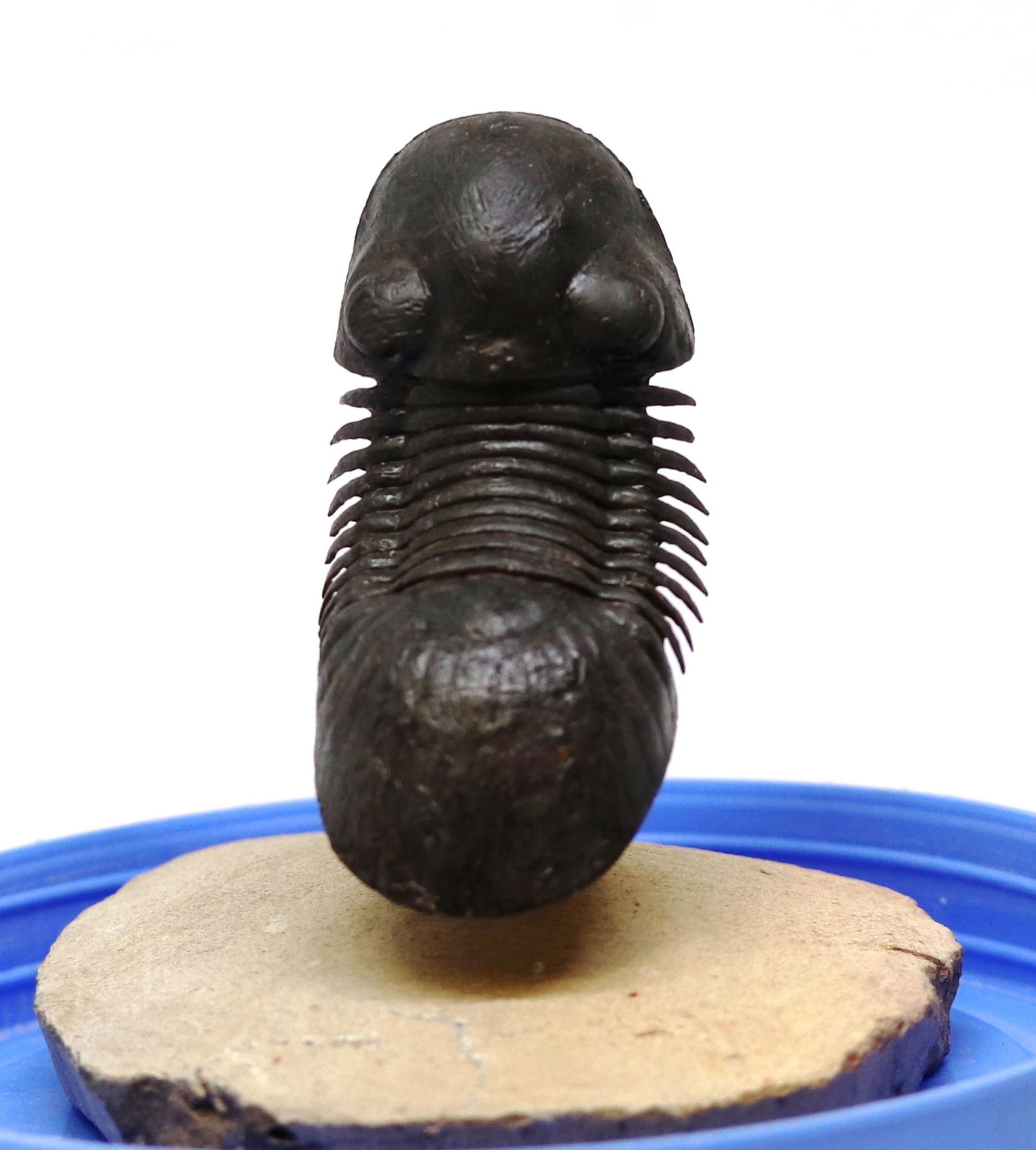 Flying Fossil Trilobite : Paralejurus Spatuliformis (1 of 6)