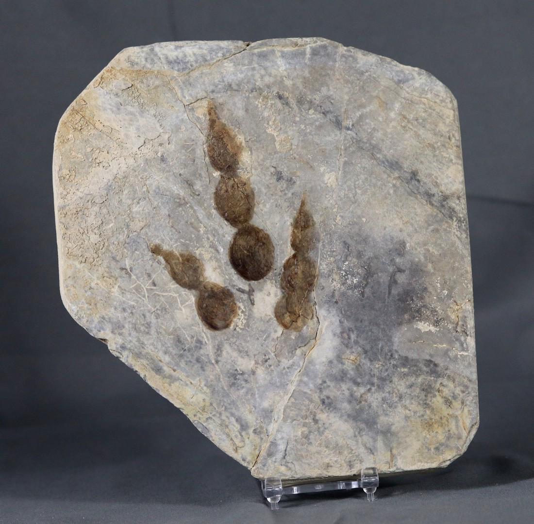 Dinosaur Track - Nice Impression Of Grallator (1 of 2)