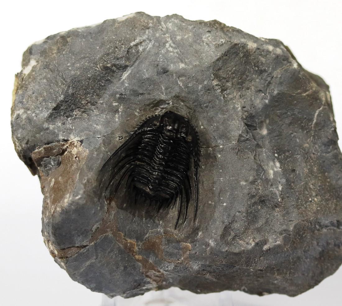 Extremely Spiny Fossil Trilobite : Leonaspis Haddanei (1 of 3)