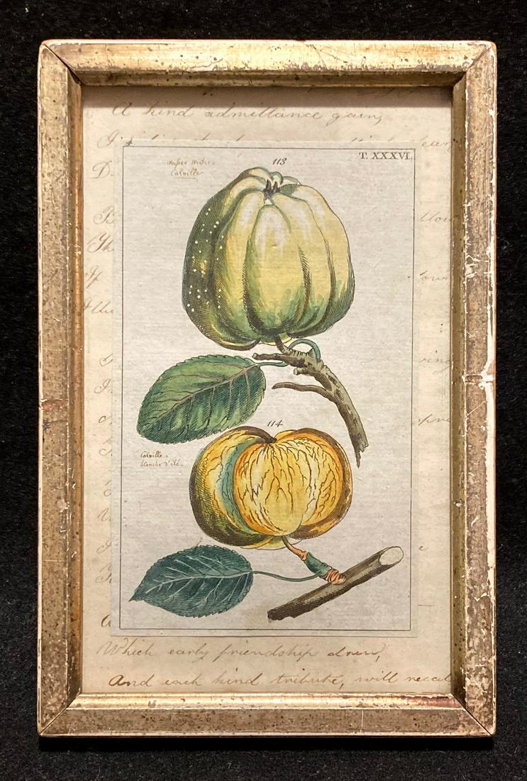 C1800 Hand Colored Copperplate Engraving Of Two Apples (1 of 4)