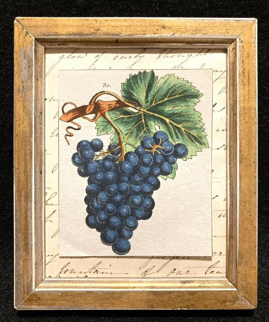 18thc Hand Colored Copperplate Engraving Of Purple (1 of 2)