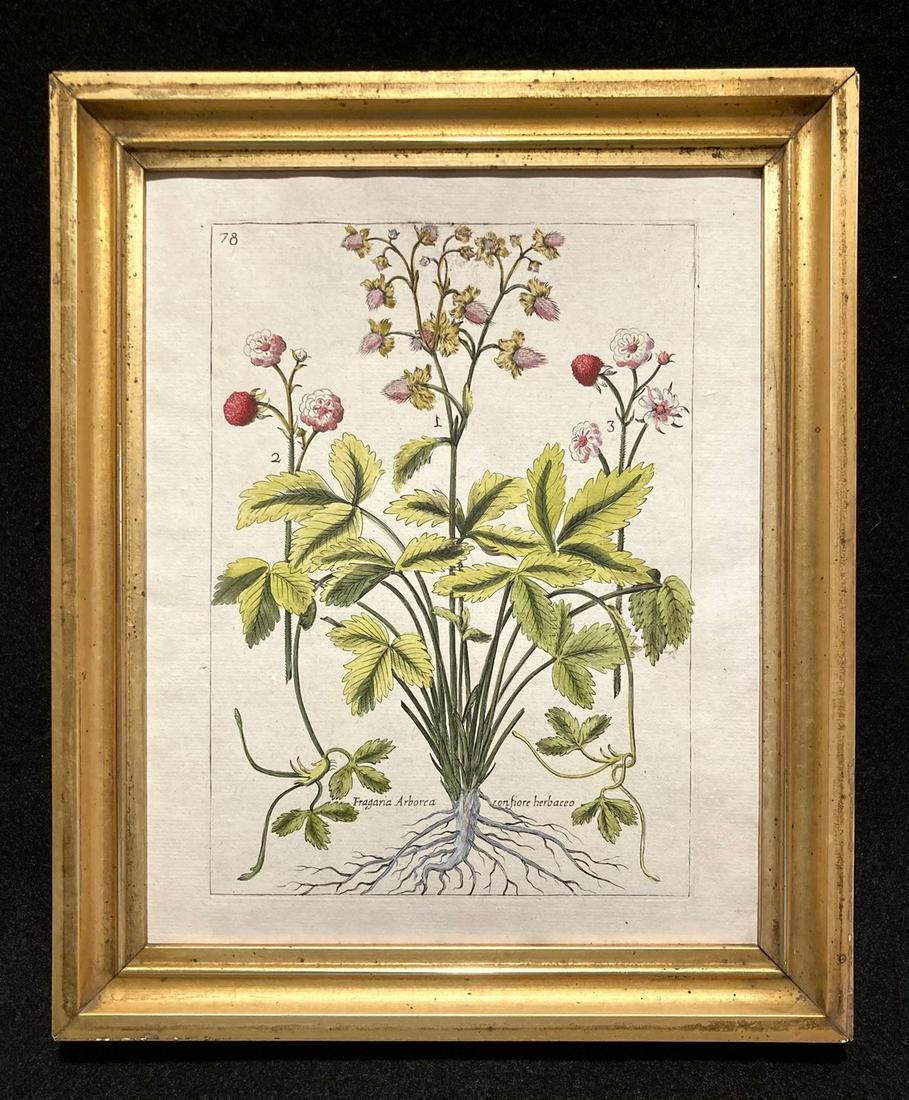 18thc Hand Colored Copperplate Botanical Engraving Of (1 of 4)