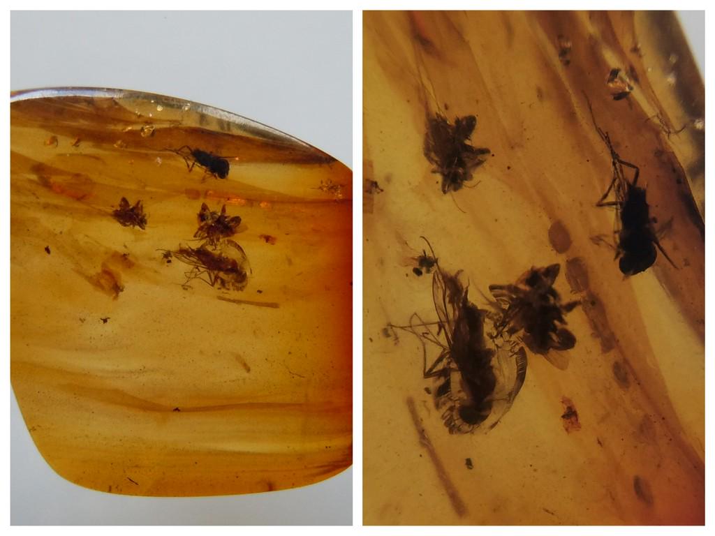 BURMITE AMBER WITH FLY, WASP & OTHER INSECT: Title: BURMITE AMBER WITH FLY, WASP & OTHER INSECT Origin: Hukawang Valley, Kachin State, Myanmar Size: 2.1x1.7x0.5 cm / 1.29 gram clear, light brown burmite amber with fly, wasp and other insect incl