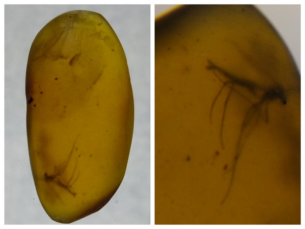 100 MILL YEARS OLD BURMITE AMBER WITH MOSQUITO: Title: 100 MILL YEARS OLD BURMITE AMBER WITH MOSQUITO Origin: Hukawang Valley, Kachin State, Myanmar Size: 1.4x0.7x0.3 cm / 0.22 gram yellow burmite amber with mosquito inclusion Reserve: $6.00 Shippi