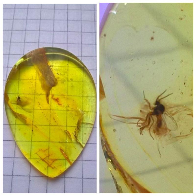 insect Natural Baltic amber stone inclusion Fly (1 of 11)