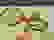 item-102433127=6