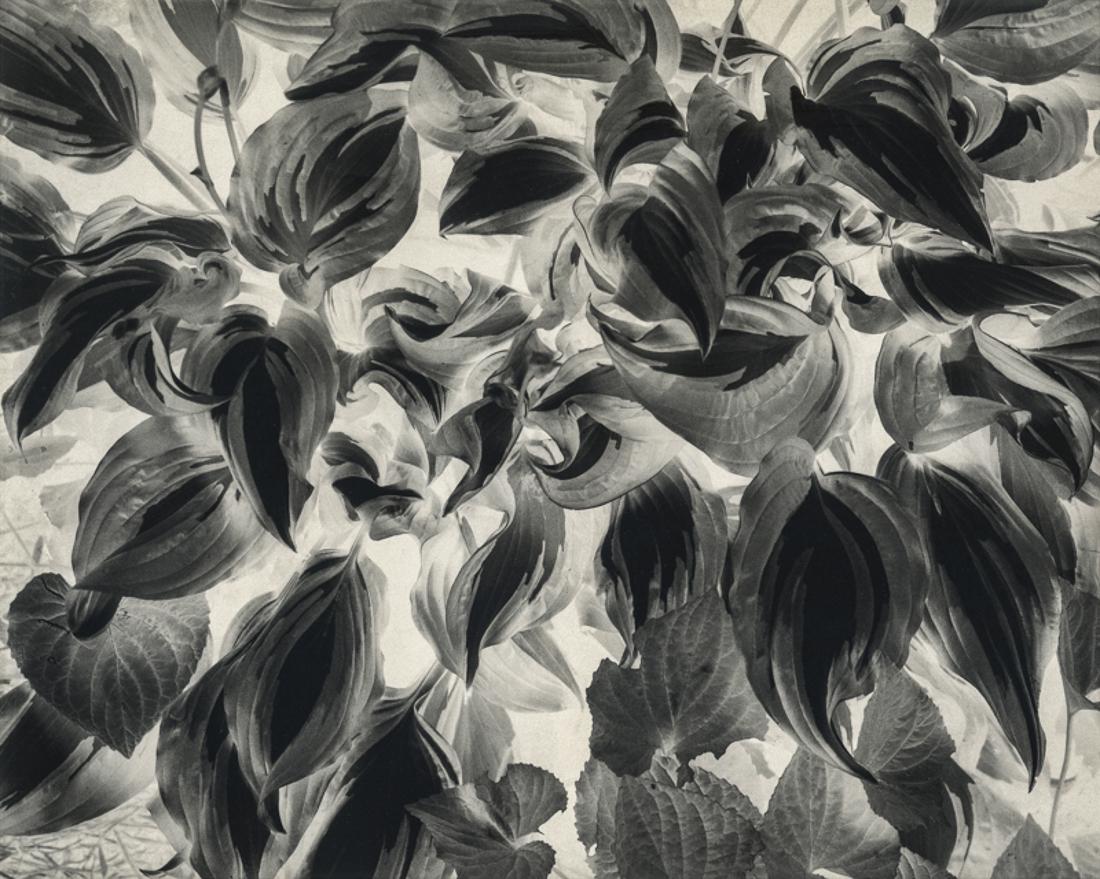 PAUL CAPONIGRO - Negative Print, Brewster, NY, 1963 (1 of 1)