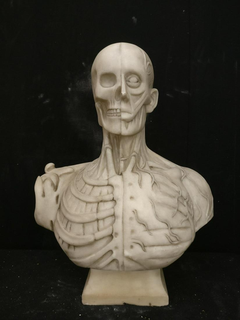 Wonderful Esoteric Anatomic Bust - Carrara Marble - H (1 of 20)