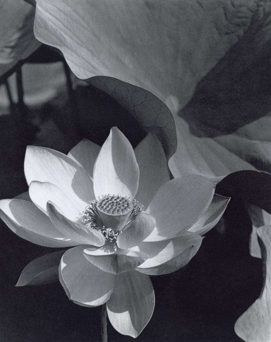 EDWARD STEICHEN - Lotus, Mount Kisco, New York, 1915: Artist: EDWARD STEICHEN Title: Lotus, Mount Kisco, New York, 1915 Medium: Sheet Fed Gravure, 1963, Switzerland Dimensions: 6.7x8.45" Description: Heat Wax Mounted on 8.5x11" Conservation Board Artist