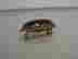 item-102567596=4
