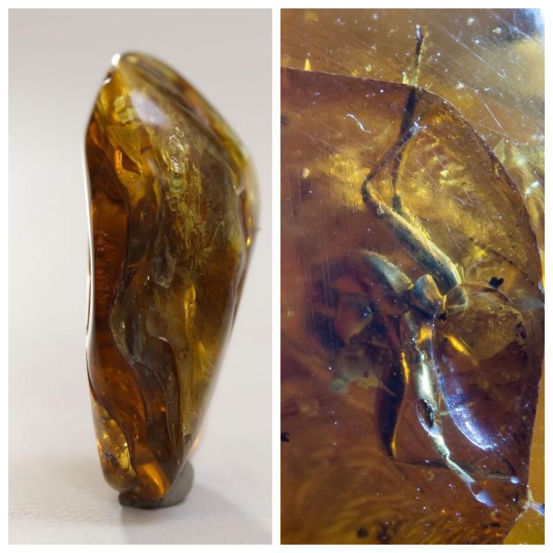 18 g. Natural Baltic amber inclusion insect Spider (1 of 8)