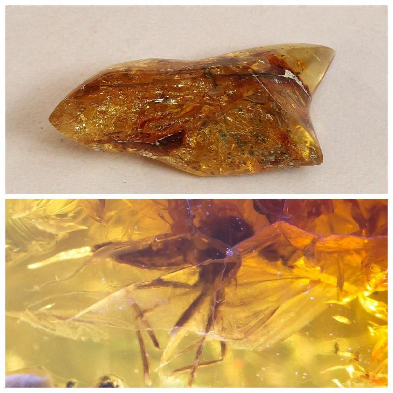 28g Baltic amber stone fossil insects, inclusions fly (1 of 11)