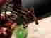 item-102884959=3