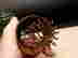 item-102884959=4