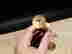 item-102884960=5