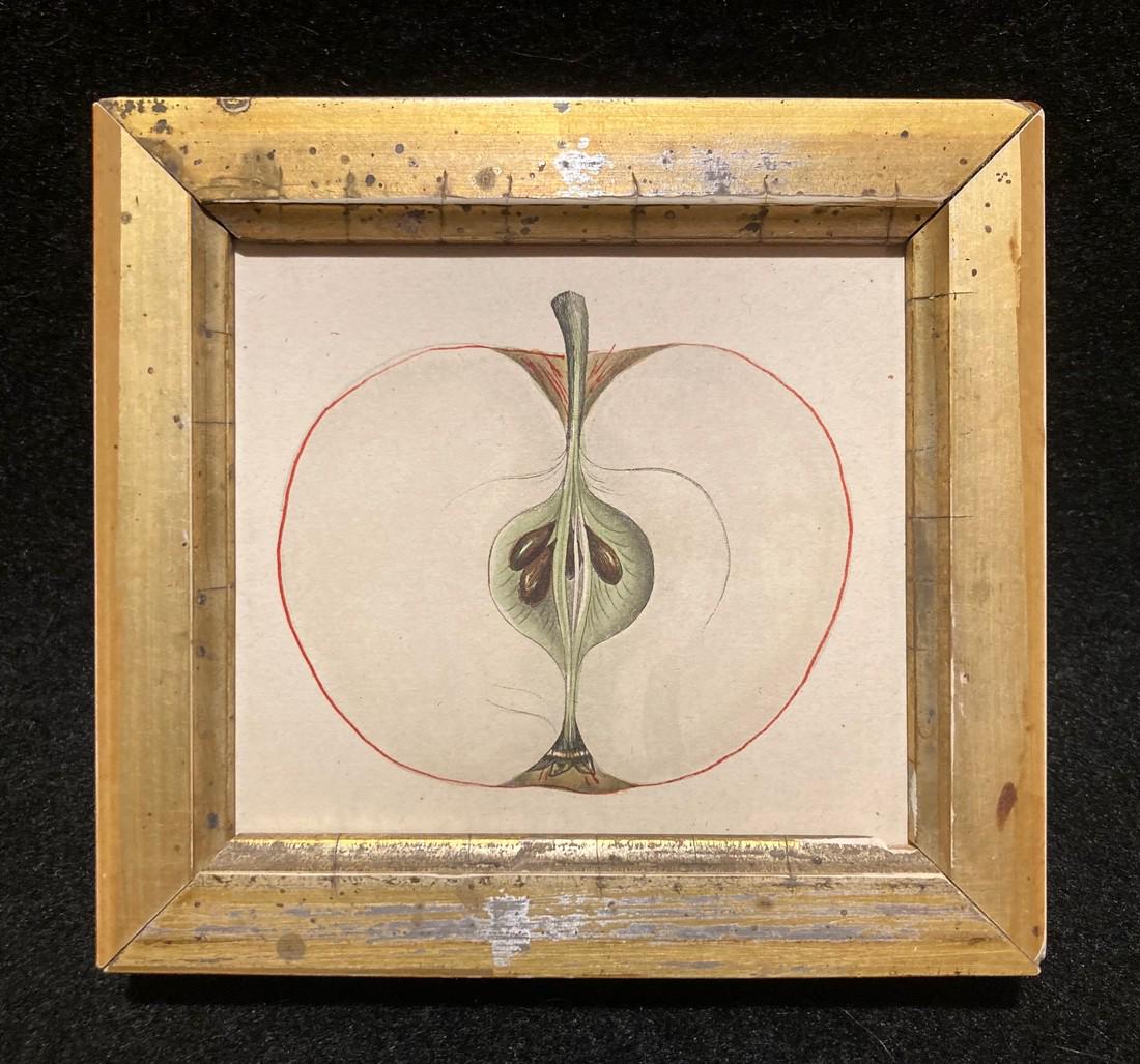 1844 hand colored half red apple engraving (1 of 2)