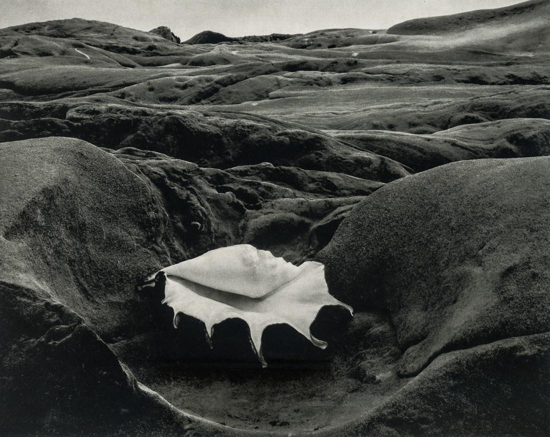 EDWARD WESTON - Shell and Rocks (1 of 1)