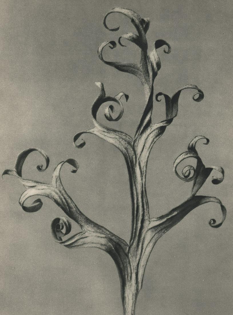 PROF. KARL BLOSSFELDT - Delphinium, 1940’s (1 of 1)