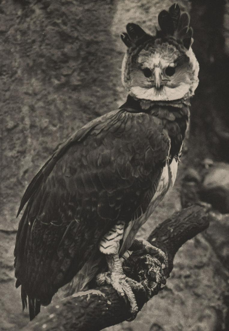 FRIEDRICH SEIDENSTUCKER - Harpye Eagle, 1930’s (1 of 1)