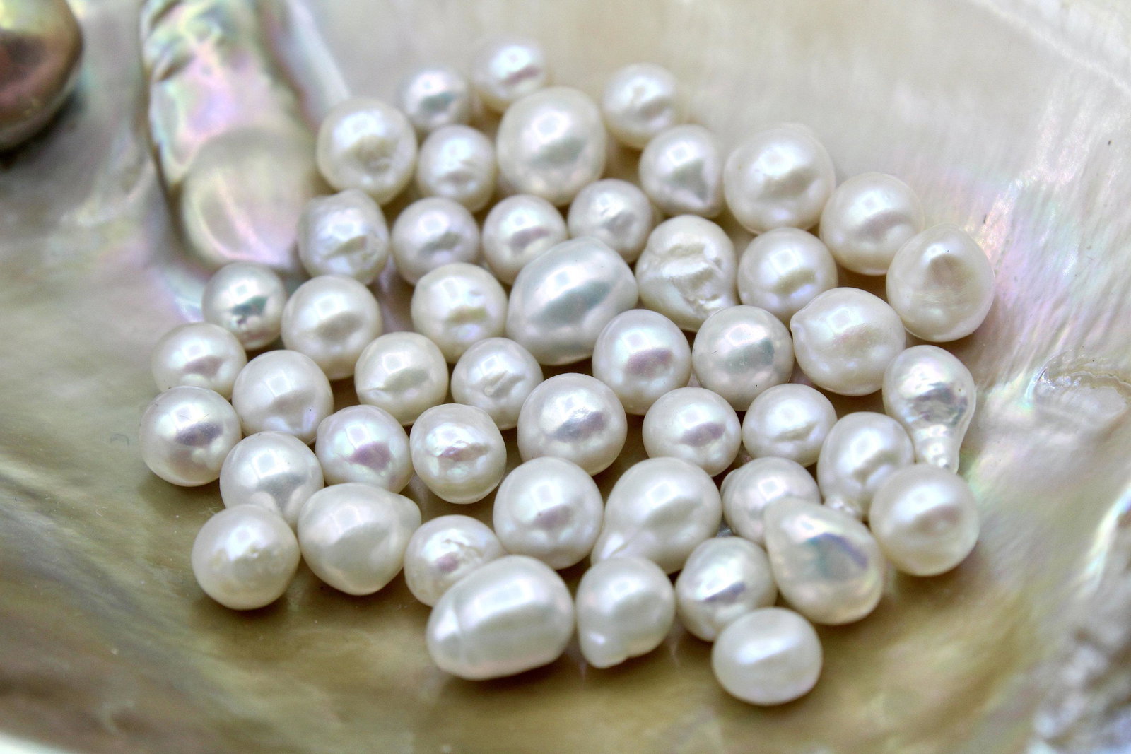 50 Pieces Pack loose Natural Akoya pearl saltwater (1 of 4)