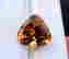item-103507716=2