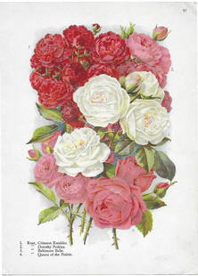 Alois Lunzer: Roses - four varieties: Title: Roses - four varieties