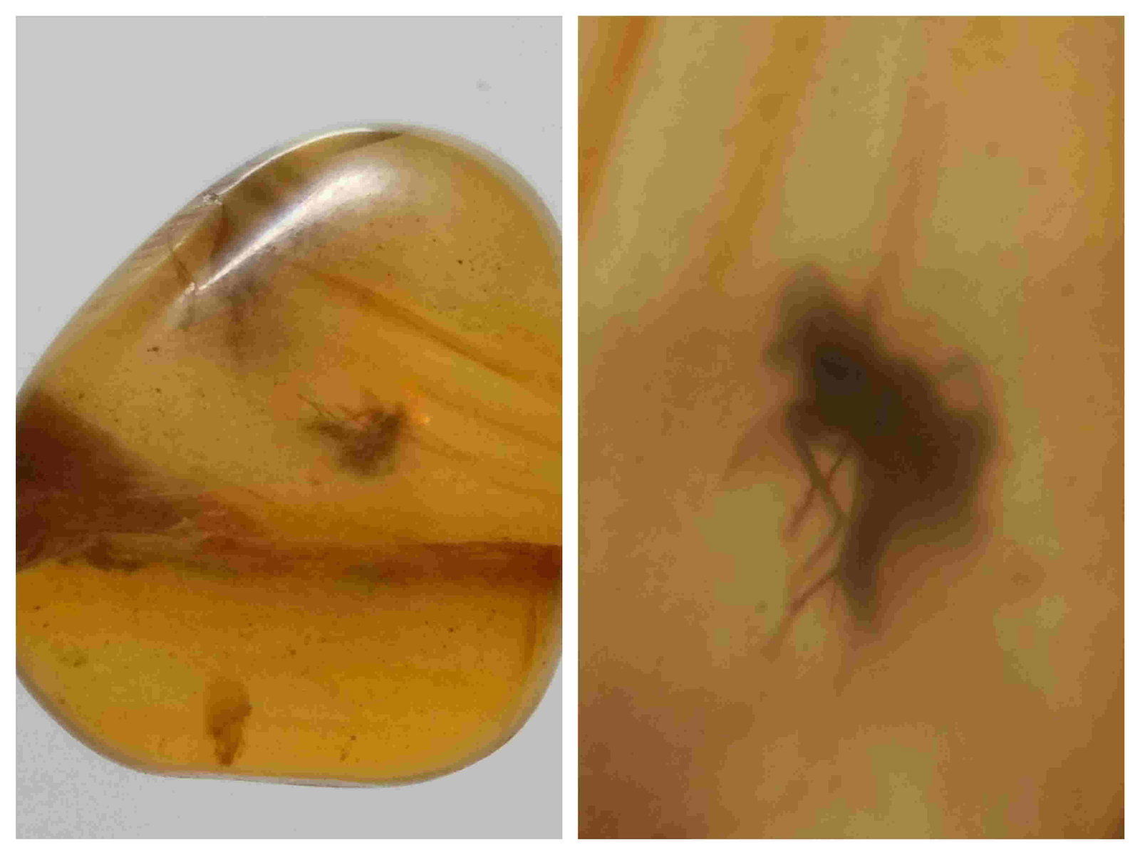 100 MILL YEARS OLD BURMITE AMBER WITH INSECT: Title: 100 MILL YEARS OLD BURMITE AMBER WITH INSECT Origin: Hukawang Valley, Kachin State, Myanmar Size: 1.2x1x0.45 cm / 0.42 gram Description: yellow burmite amber with insect inclusion. natural crac
