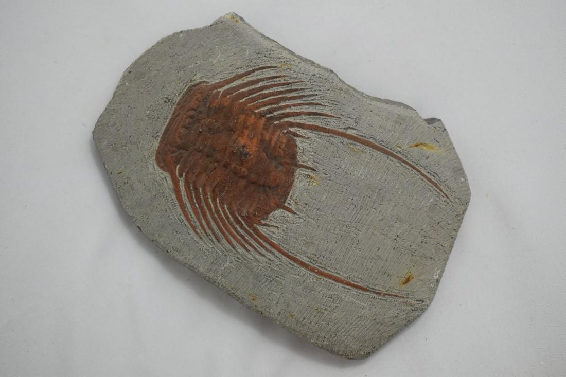 6 1/3" Large Trilobite Fossil Cast (1 of 4)