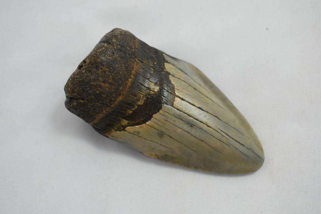 3" Megalodon Tooth Fossil: 3" Megalodon Tooth Fossil Reserve: $10.00 Shipping: Domestic: Flat-rate of $10.00 to anywhere within the contiguous U.S. International: Foreign shipping rates are determined by destination. Combined s