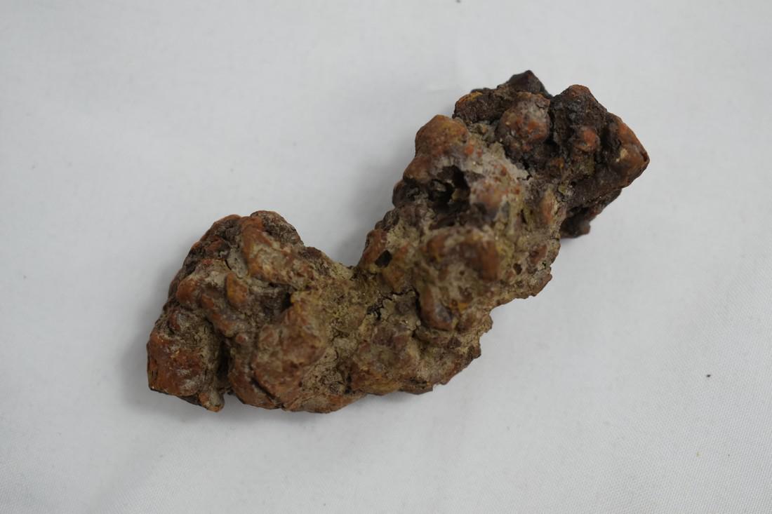 3" Coprolite Fossil, Dinosaur Dung: 3" Coprolite Fossil, Dinosaur Dung Reserve: $10.00 Shipping: Domestic: Flat-rate of $10.00 to anywhere within the contiguous U.S. International: Foreign shipping rates are determined by destination. C