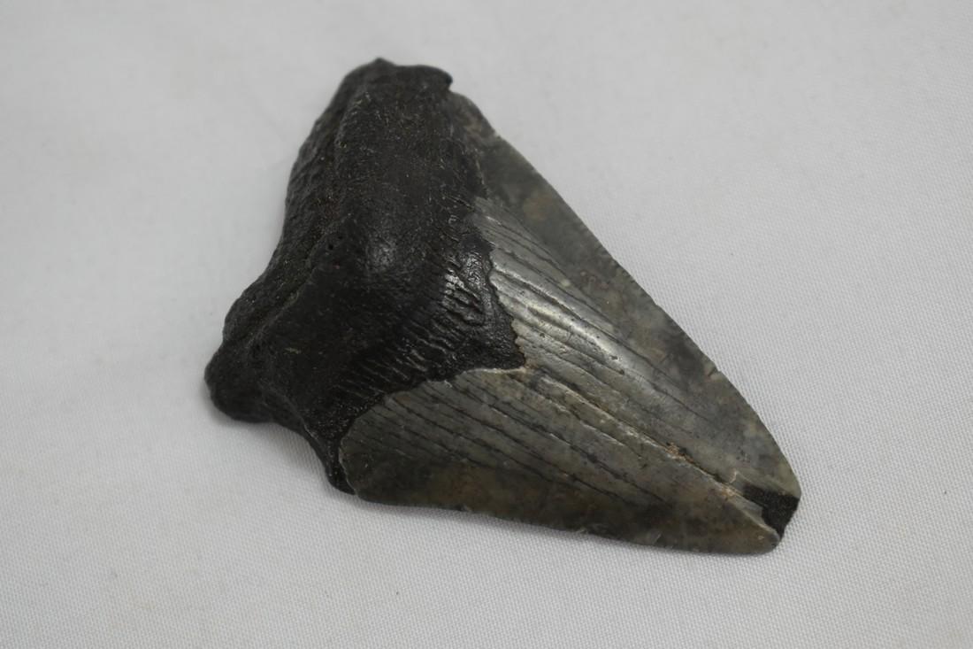 2 1/4" Megalodon Tooth Fossil: 2 1/4" Megalodon Tooth Fossil Reserve: $10.00 Shipping: Domestic: Flat-rate of $10.00 to anywhere within the contiguous U.S. International: Foreign shipping rates are determined by destination. Combin
