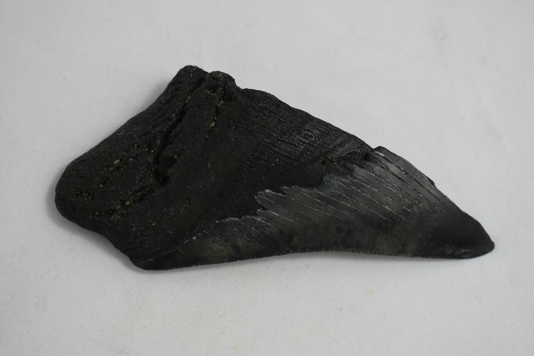 5 1/4" Large Megalodon Tooth Fossil, excellent: 5 1/4" Large Megalodon Tooth Fossil, excellent Reserve: $10.00 Shipping: Domestic: Flat-rate of $10.00 to anywhere within the contiguous U.S. International: Foreign shipping rates are determined by de