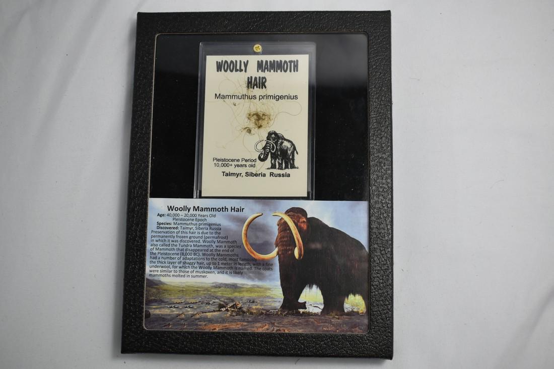 8 1/2" Framed Wooly Mammoth Hair, Siberia Russia (1 of 3)
