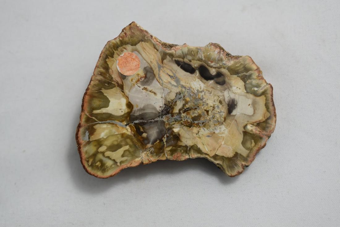 2 5/8" Petrified Wood Fossil: 2 5/8" Petrified Wood Fossil Reserve: $10.00 Shipping: Domestic: Flat-rate of $10.00 to anywhere within the contiguous U.S. International: Foreign shipping rates are determined by destination. Combine