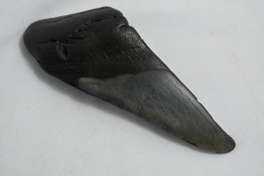 4 1/2" Megalodon Tooth Fossil: 4 1/2" Megalodon Tooth Fossil Reserve: $10.00 Shipping: Domestic: Flat-rate of $10.00 to anywhere within the contiguous U.S. International: Foreign shipping rates are determined by destination. Combin