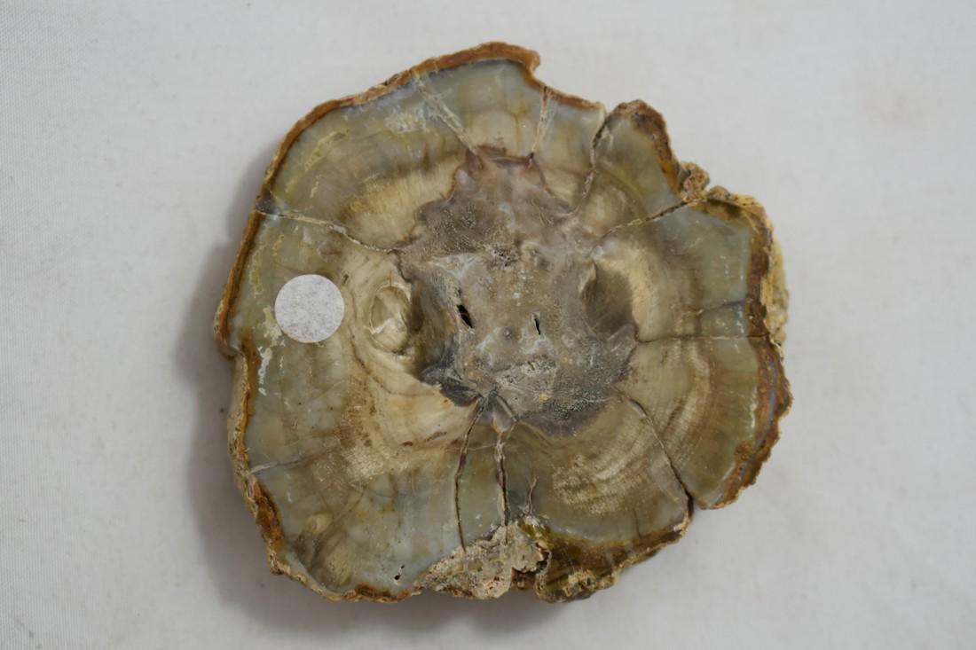 2 1/3" Polished Petrified Wood Fossil: 2 1/3" Polished Petrified Wood Fossil Reserve: $10.00 Shipping: Domestic: Flat-rate of $10.00 to anywhere within the contiguous U.S. International: Foreign shipping rates are determined by destination