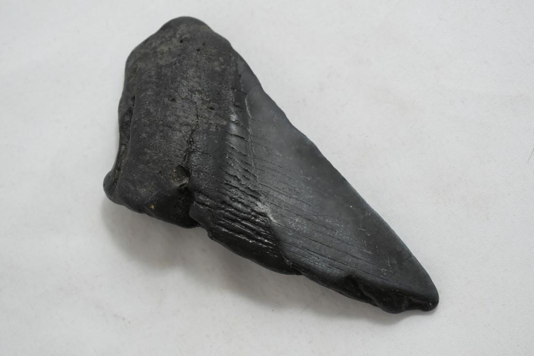 4 1/4" Megalodon tooth Fossil: 4 1/4" Megalodon tooth Fossil Reserve: $10.00 Shipping: Domestic: Flat-rate of $10.00 to anywhere within the contiguous U.S. International: Foreign shipping rates are determined by destination. Combin