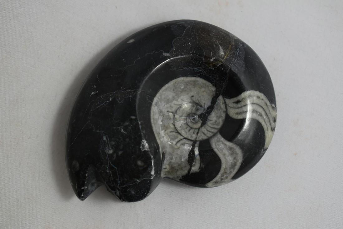 3 7/8" Fantastic Polished Ammonite Fossil (1 of 3)