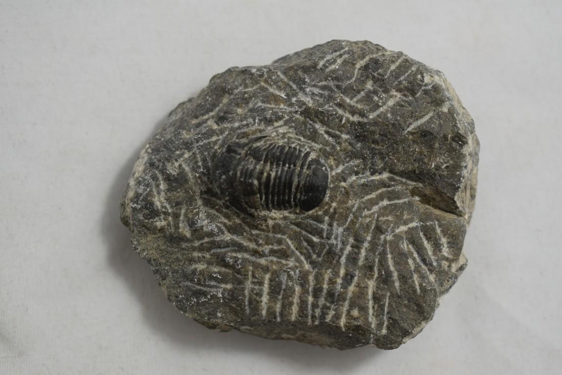 3 1/2" Trilobite Fossil, Morocco, Excellent Specimen (1 of 3)