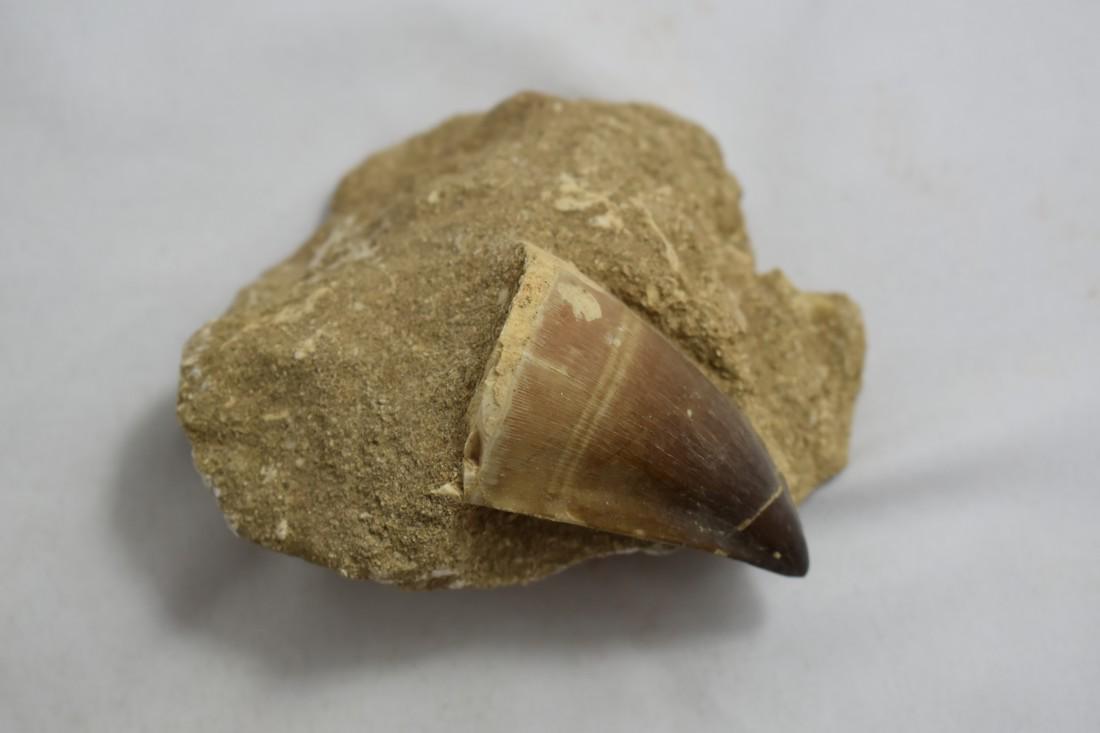 3 5/8" Excellent Mosasaur Tooth Fossil: 3 5/8" Excellent Mosasaur Tooth Fossil Reserve: $10.00 Shipping: Domestic: Flat-rate of $10.00 to anywhere within the contiguous U.S. International: Foreign shipping rates are determined by destinatio